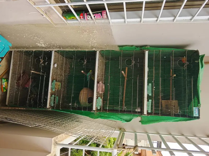 Birds Cage for Sale — photo 2