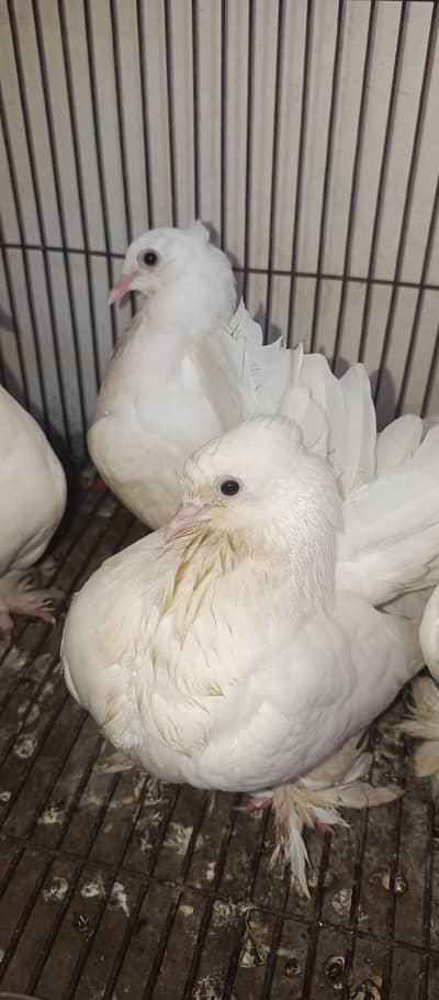 Pure English Fantail Pair + 2 Pure English Fantail Babies