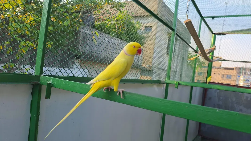 yellow parrot male — photo 2