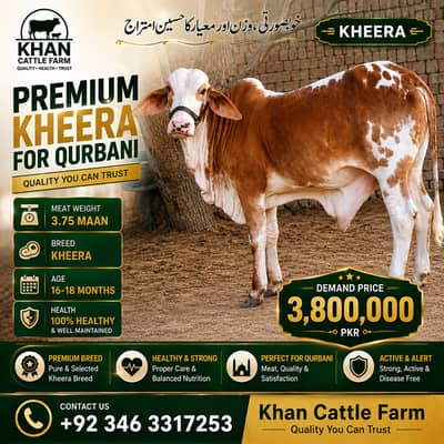 Bull | Bachra sale | desi bachre | Ablak | Palai Service | Cholistani