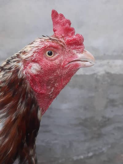 Aseel Breeder Male For Sale