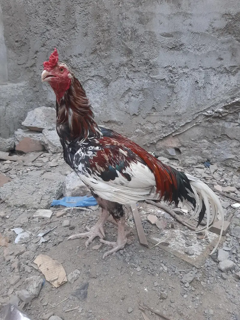 Aseel Breeder Male For Sale — photo 2
