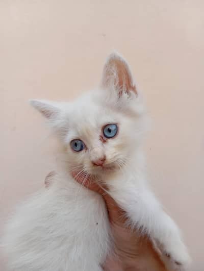 2 White and 1 Brown Double Coat Persian Kittens for Sale