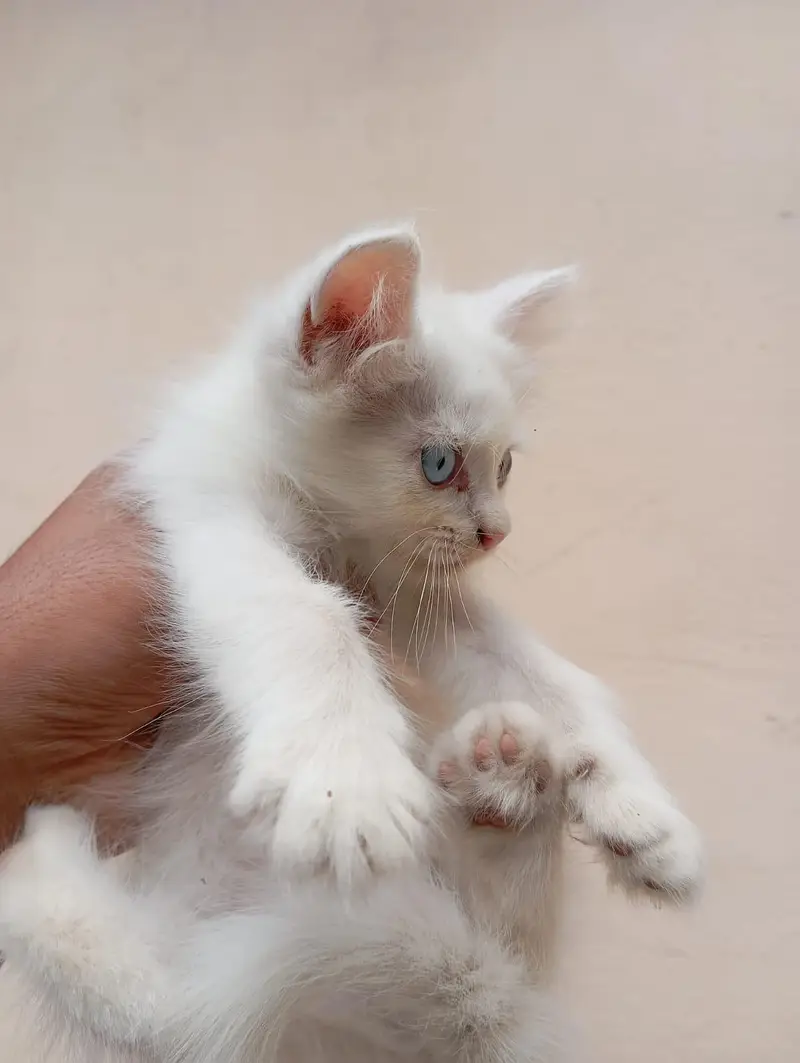 2 White and 1 Brown Double Coat Persian Kittens for Sale — photo 2