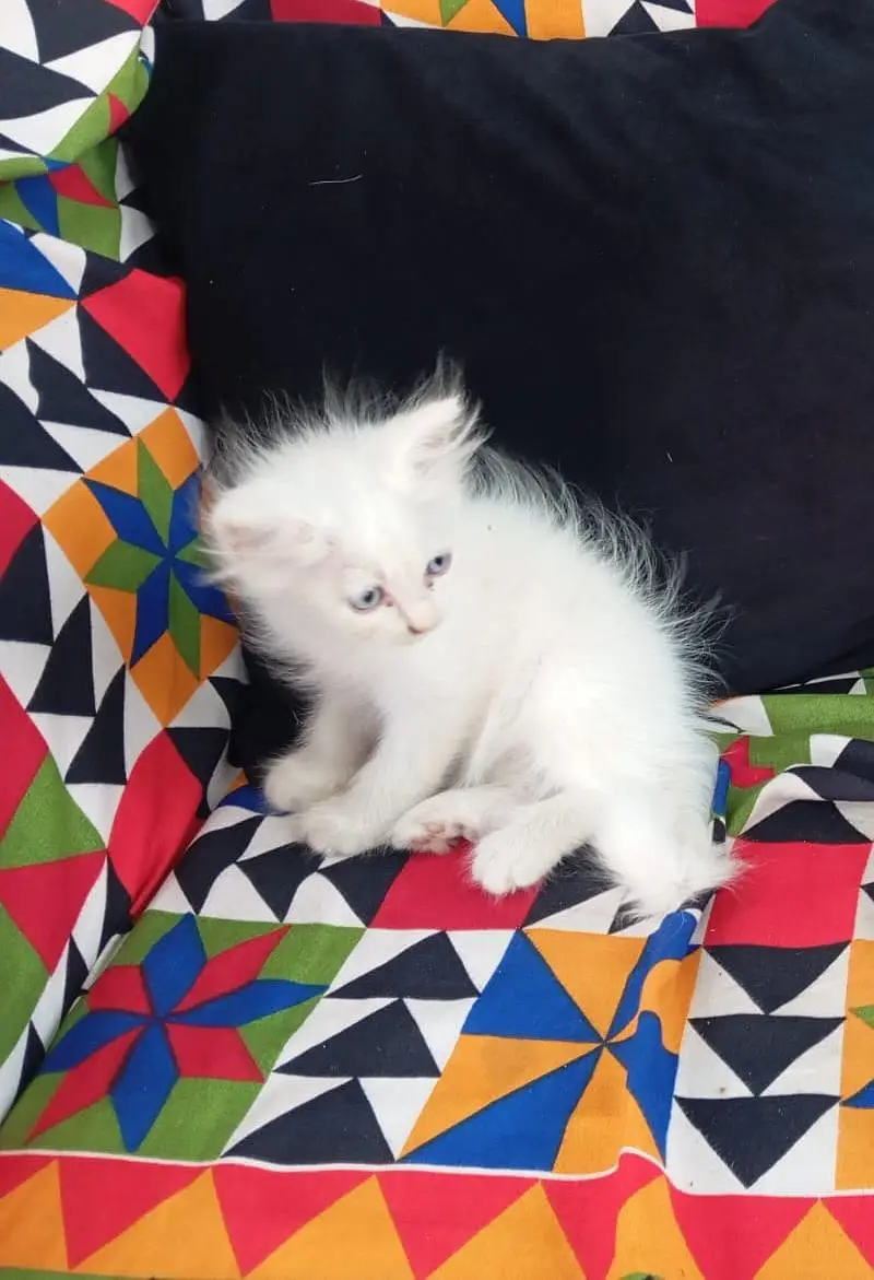 2 White and 1 Brown Double Coat Persian Kittens for Sale — photo 3