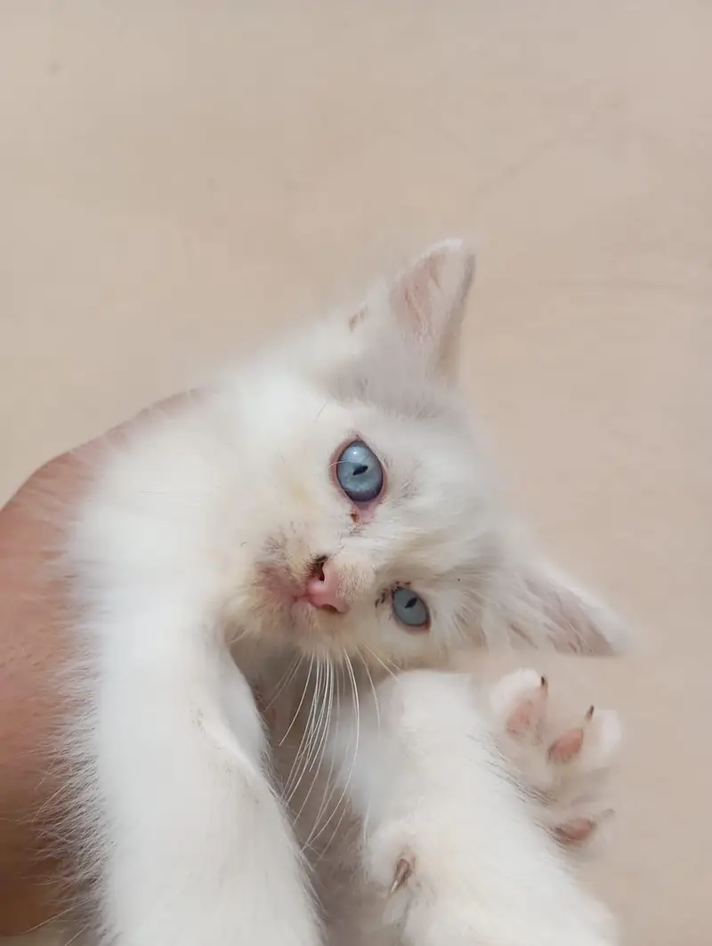 2 White and 1 Brown Double Coat Persian Kittens for Sale — photo 4