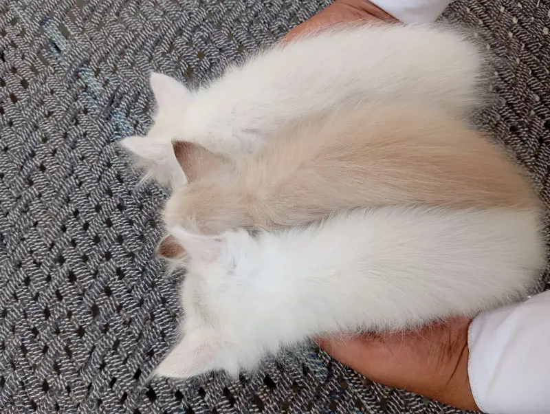 2 White and 1 Brown Double Coat Persian Kittens for Sale — photo 5