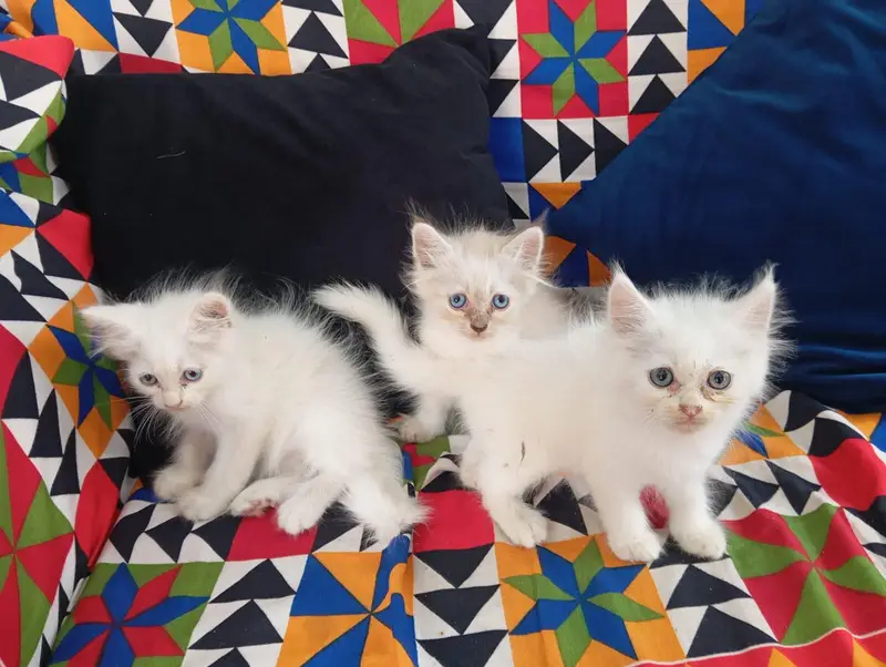 2 White and 1 Brown Double Coat Persian Kittens for Sale — photo 6