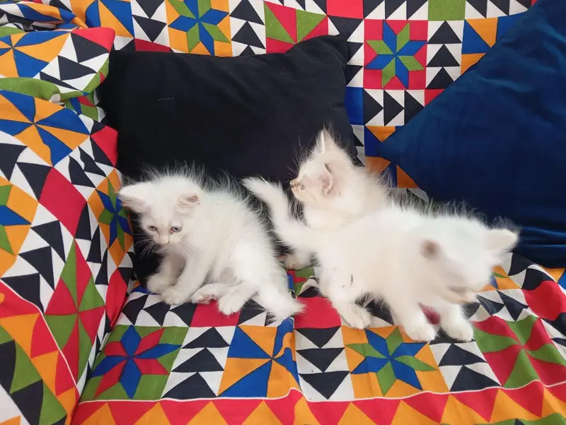 2 White and 1 Brown Double Coat Persian Kittens for Sale — photo 7