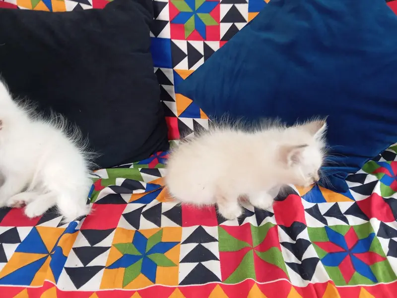 2 White and 1 Brown Double Coat Persian Kittens for Sale — photo 8