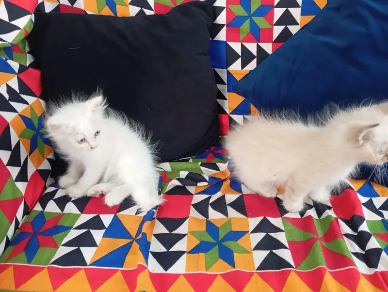 2 White and 1 Brown Double Coat Persian Kittens for Sale — photo 9
