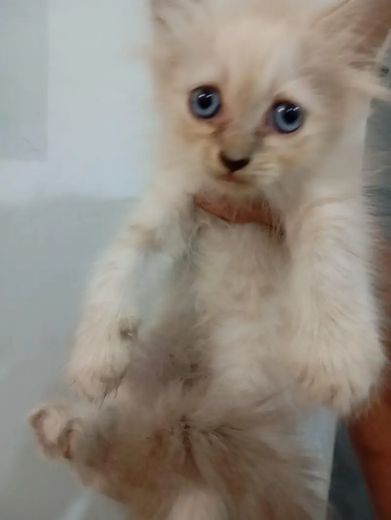 2 White and 1 Brown Double Coat Persian Kittens for Sale — photo 10