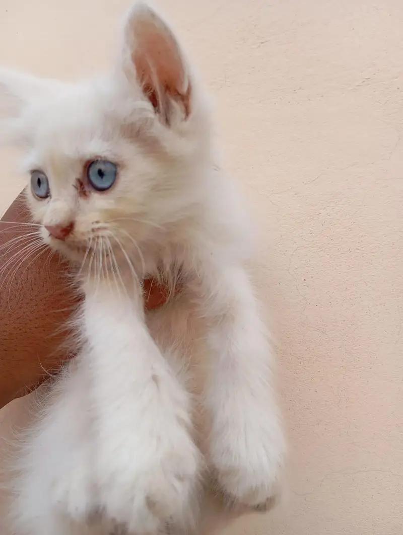 2 White and 1 Brown Double Coat Persian Kittens for Sale — photo 11