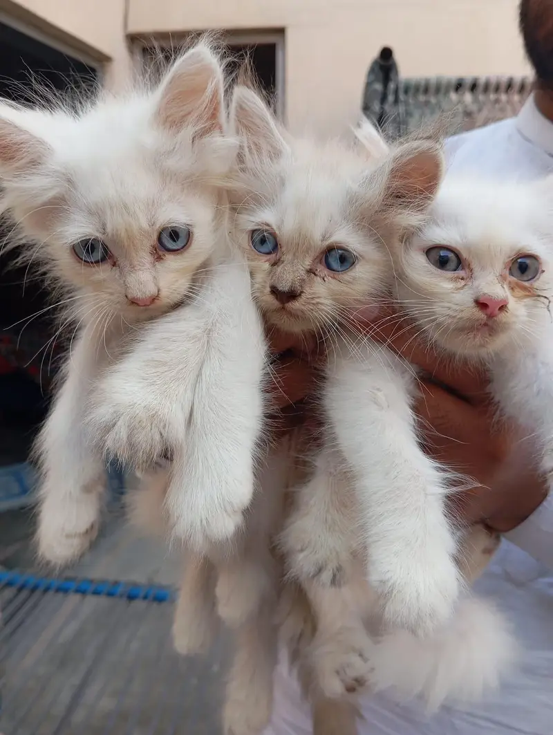 2 White and 1 Brown Double Coat Persian Kittens for Sale — photo 12