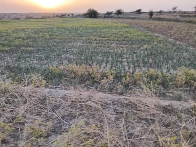 1300 Kanal Agricultural Land For Sale