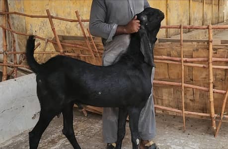 top quality beetal bakra for sale