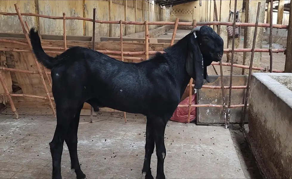 top quality beetal bakra for sale — photo 2
