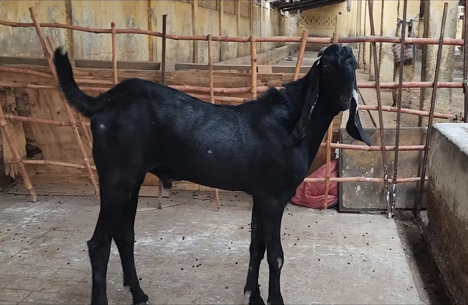 top quality beetal bakra for sale — photo 3