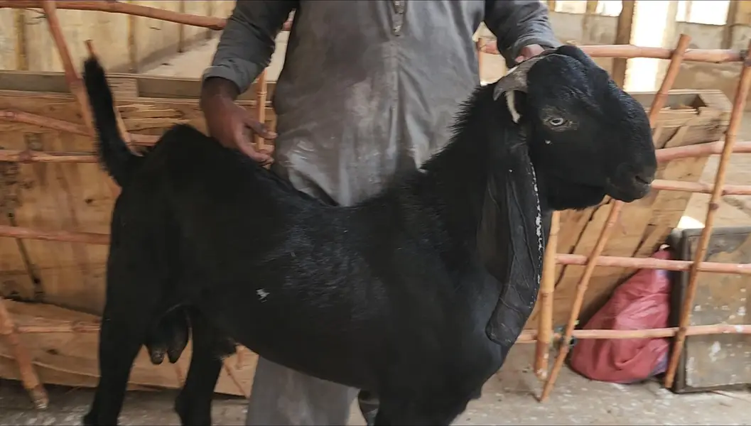 top quality beetal bakra for sale — photo 4