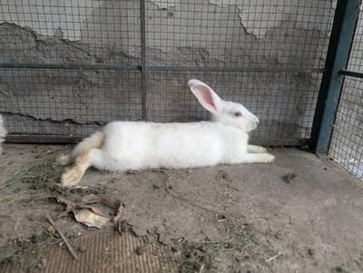 Pure White Breader Pair for Urgent sale