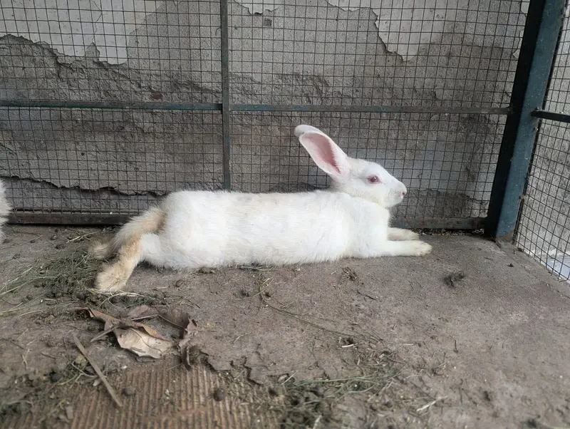 Pure White Breader Pair for Urgent sale