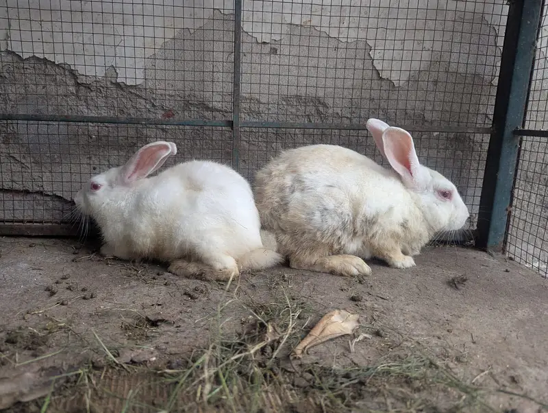Pure White Breader Pair for Urgent sale — photo 2