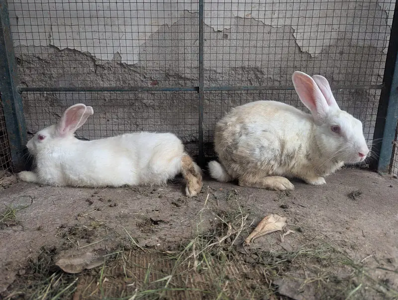 Pure White Breader Pair for Urgent sale — photo 3