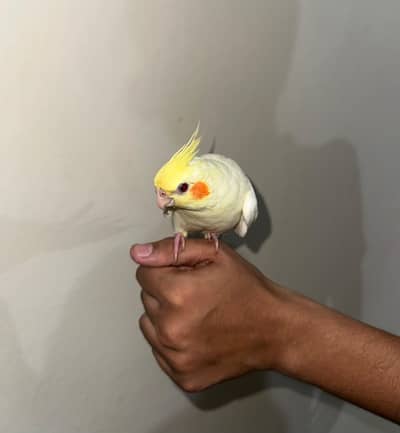 cockatiel eno red eyes white and yellow