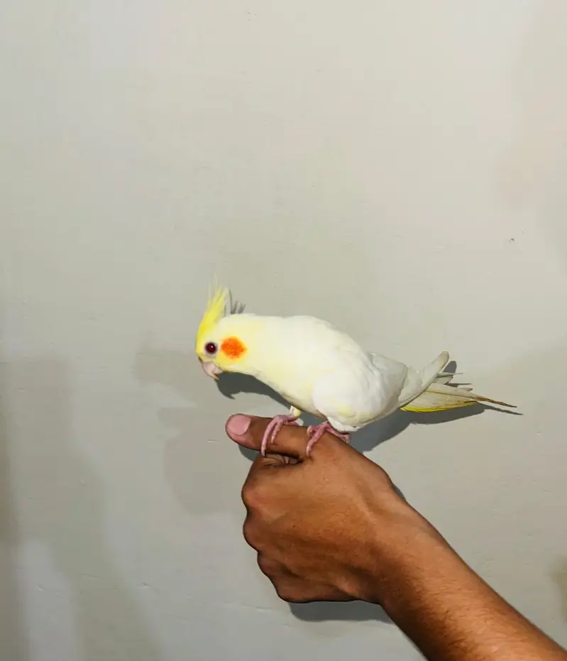 cockatiel eno red eyes white and yellow — photo 2