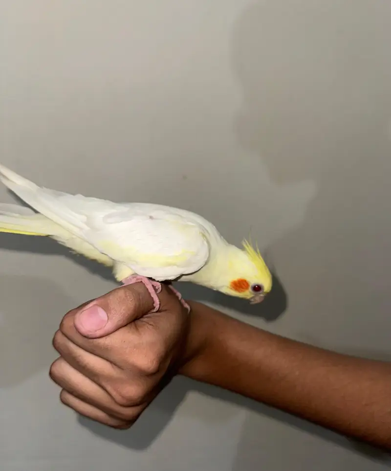 cockatiel eno red eyes white and yellow — photo 4