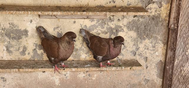 Modena & Fancy Pigeons
