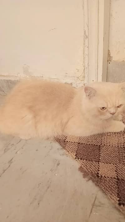 percion cat availabil