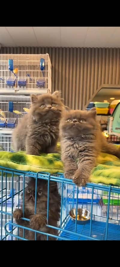 Quality Persian Punch Face cat &kittens 03476305771 WhatsApp