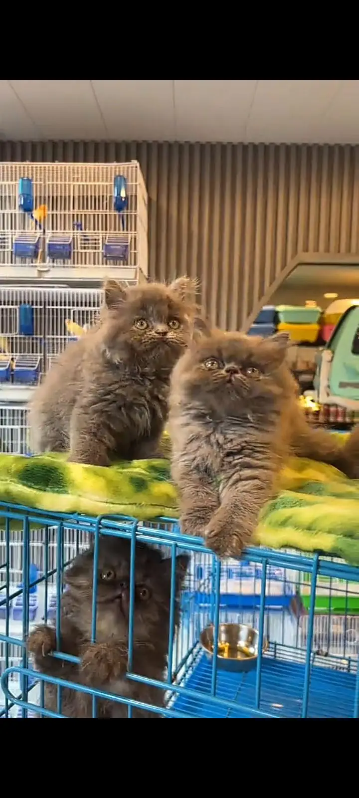 Quality Persian Punch Face cat &kittens 03476305771 WhatsApp — photo 2