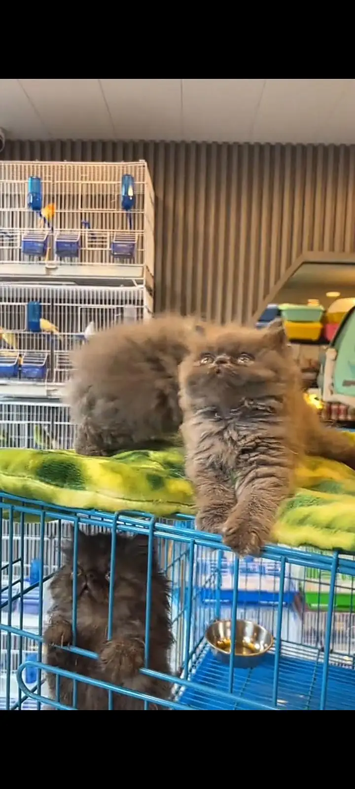 Quality Persian Punch Face cat &kittens 03476305771 WhatsApp — photo 3