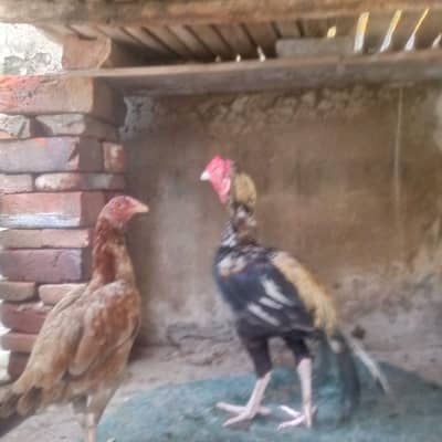 aseel hens or sindhi murga for sale all hens helthy @ active