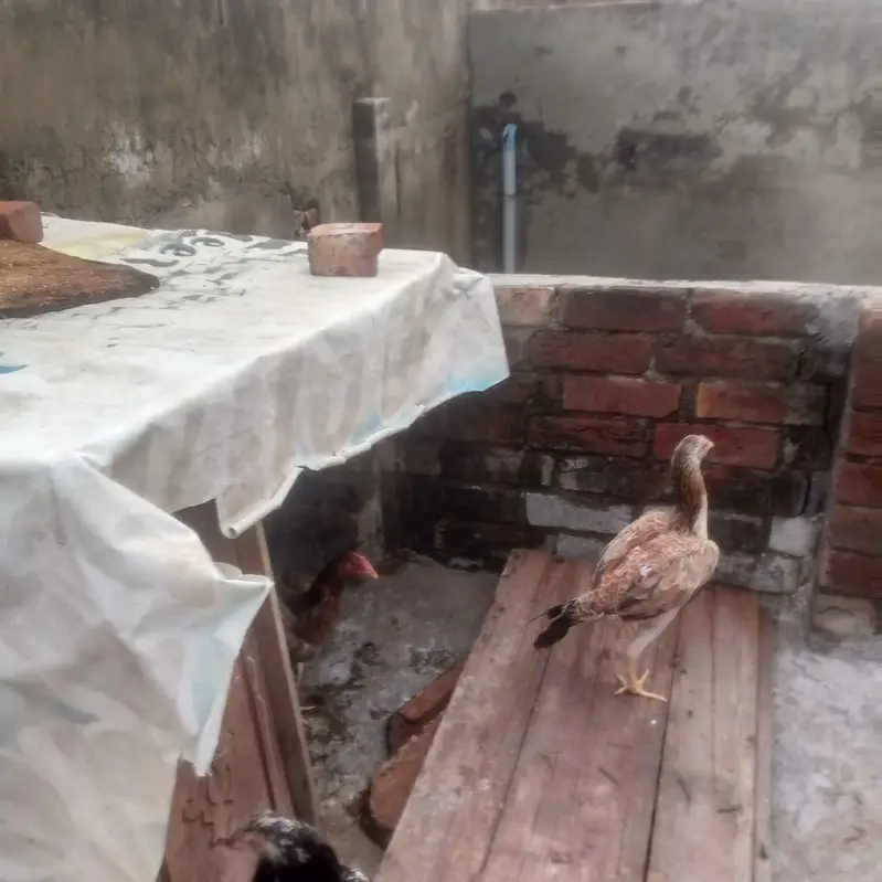 aseel hens or sindhi murga for sale all hens helthy @ active — photo 2