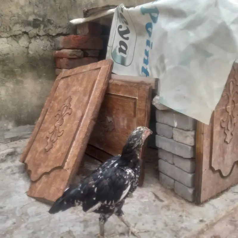 aseel hens or sindhi murga for sale all hens helthy @ active — photo 3