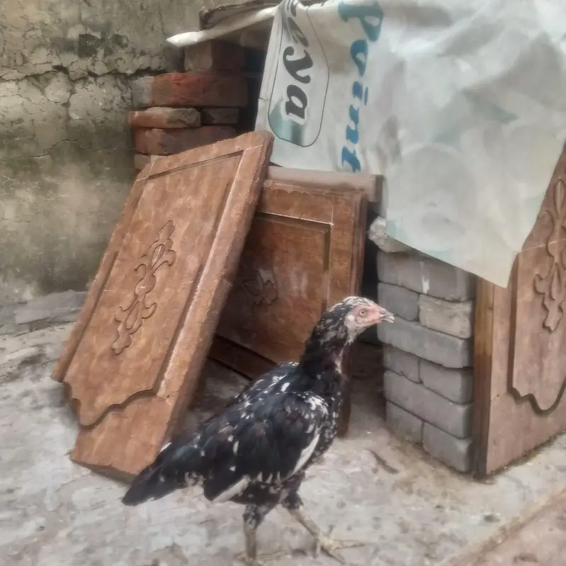 aseel hens or sindhi murga for sale all hens helthy @ active — photo 4