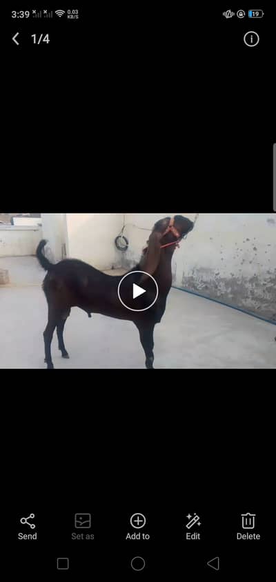 Breader Bakra