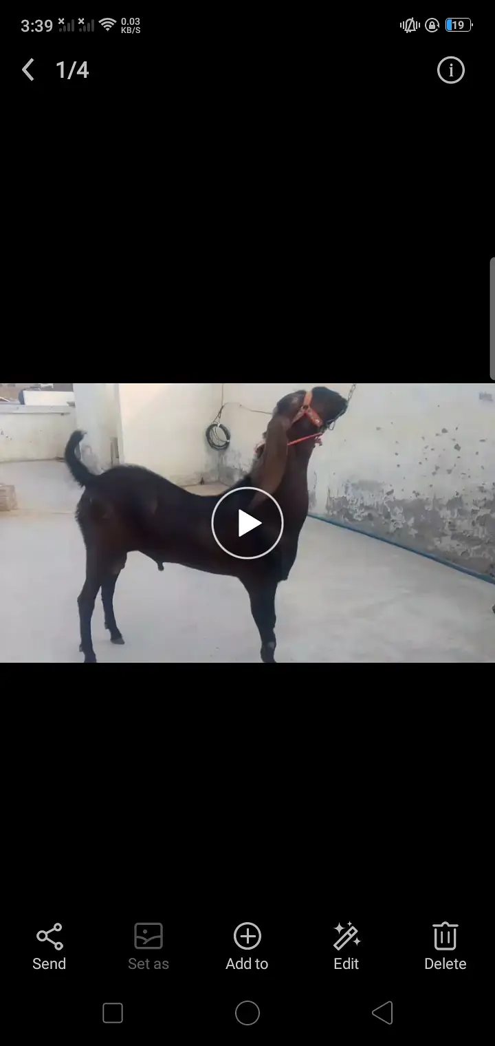 Breader Bakra