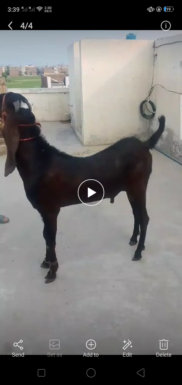 Breader Bakra — photo 2