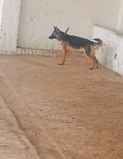 German Shepard Active healthy dog