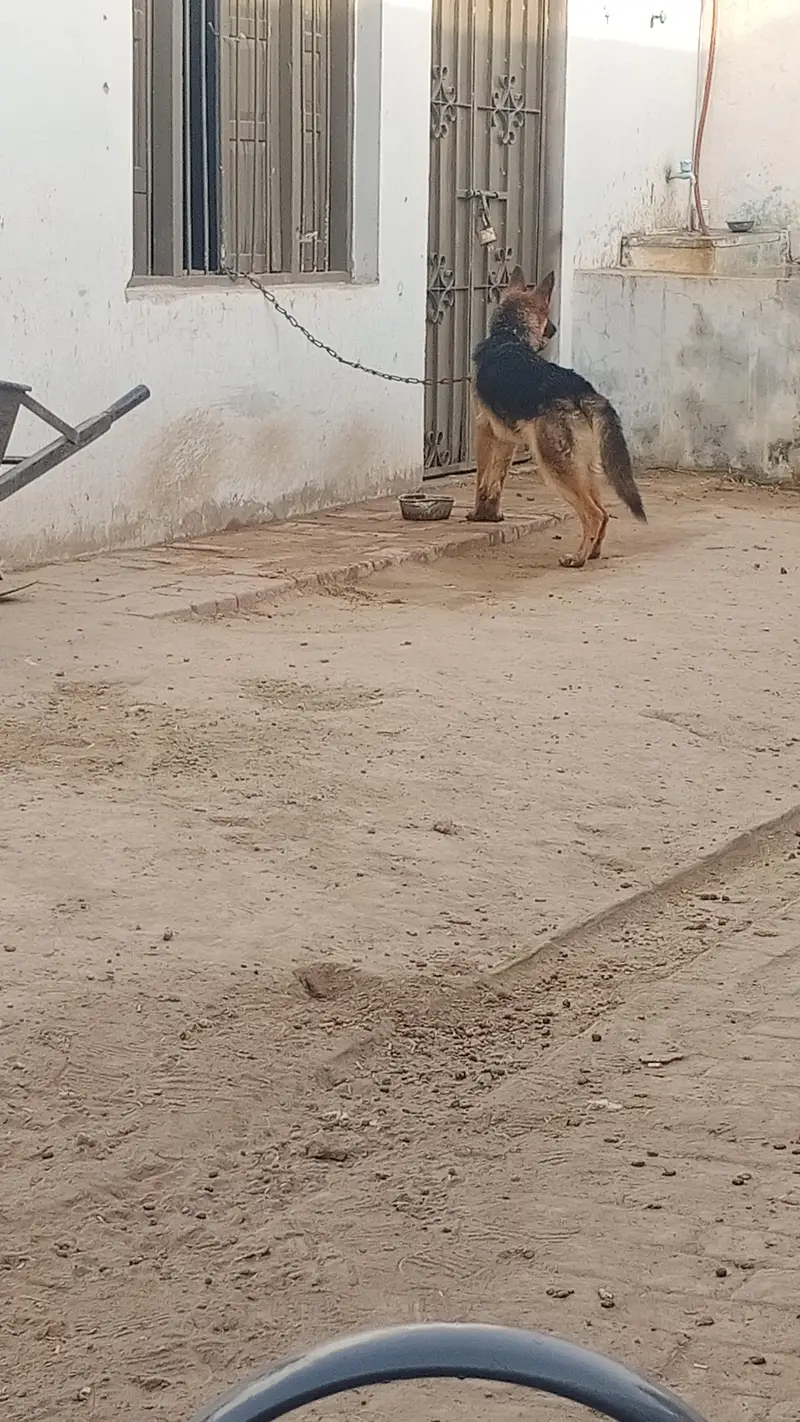 German Shepard Active healthy dog — photo 2