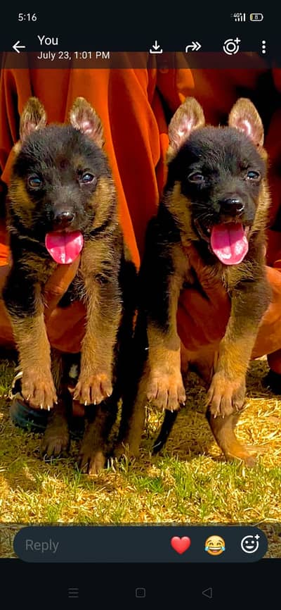 German Shepherd| Puppy | Double Coat puppies | Dog For Sale |GSD