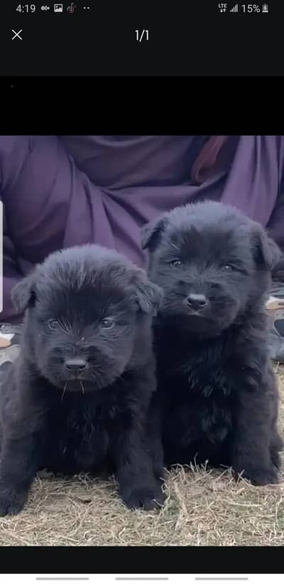 Black German Shepherd| Puppy | Double Coat puppies | Dog For Sale |GS
