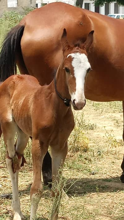 Mare with wachyra | Pure desi horse | desi wachera | horses