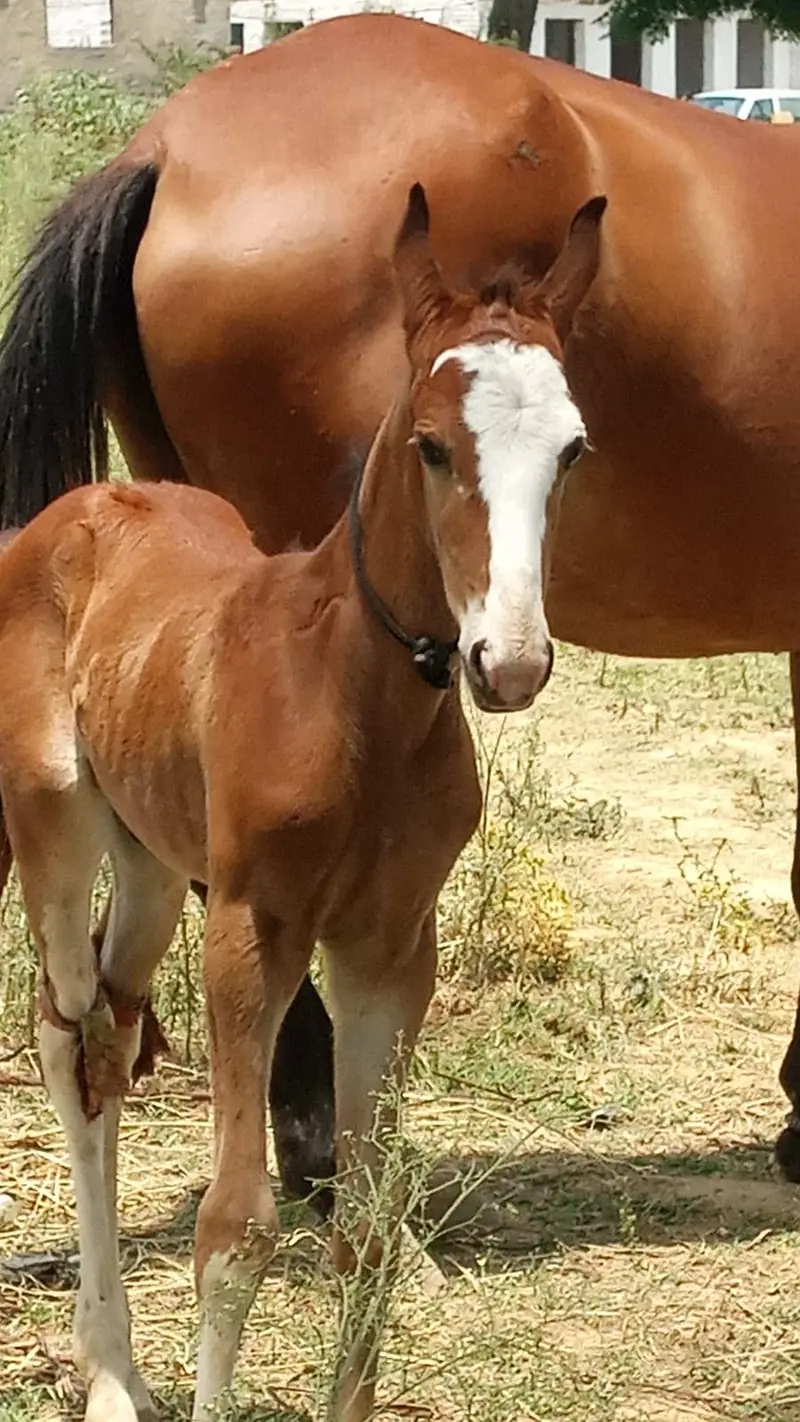 Mare with wachyra | Pure desi horse | desi wachera | horses