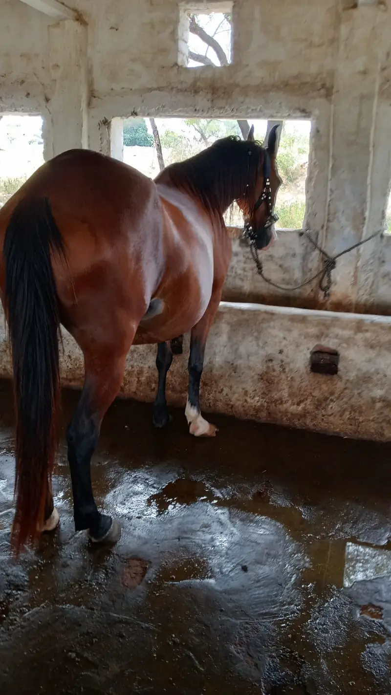 Mare with wachyra | Pure desi horse | desi wachera | horses — photo 2