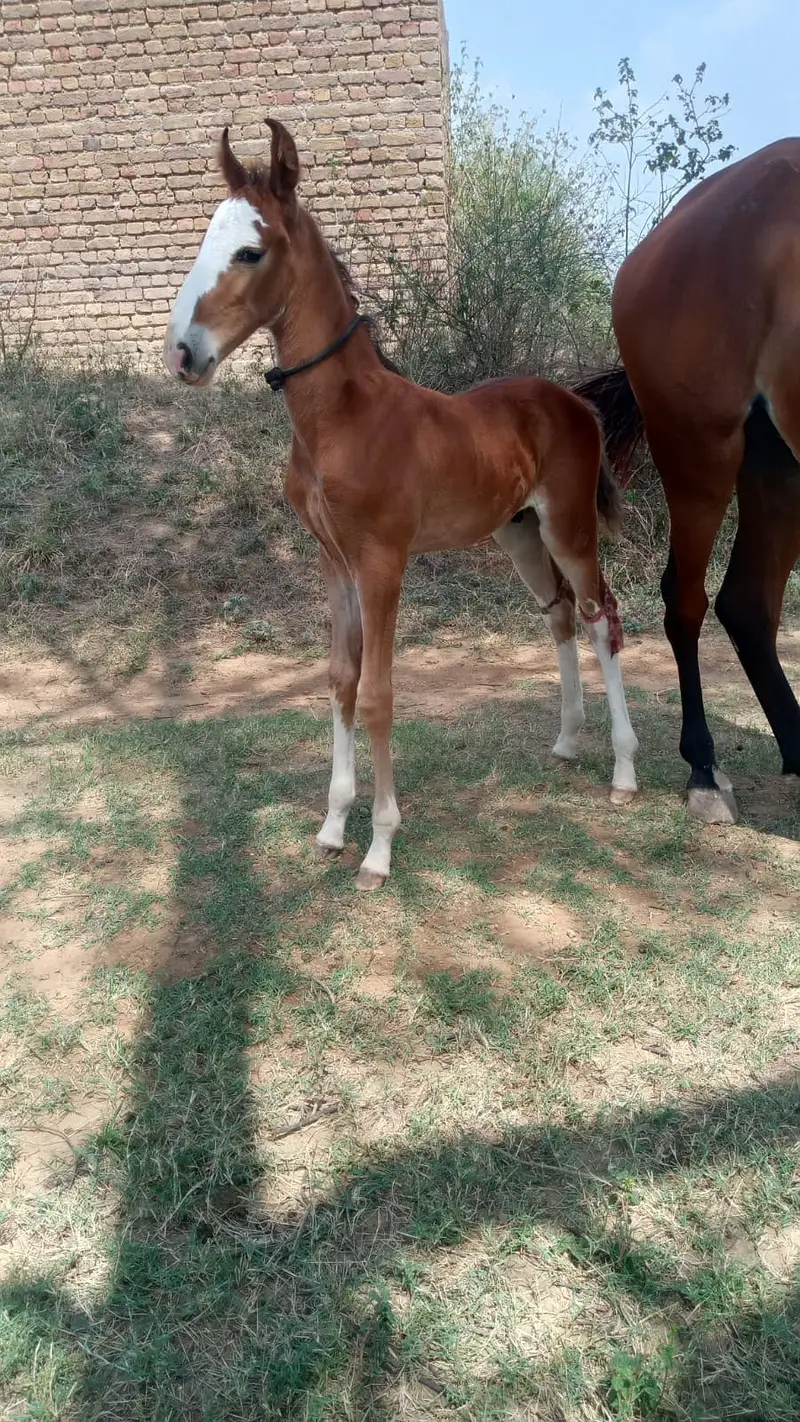 Mare with wachyra | Pure desi horse | desi wachera | horses — photo 3